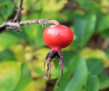 rose hip, red berry, red, berry, fruit, nature, plant