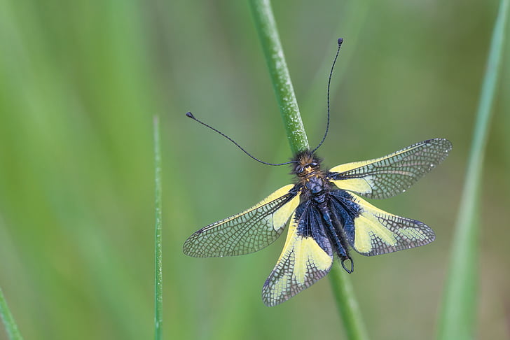 Insekt, Libellen-Schmetterling Weg, Libelloides coccajus, Kaiserstuhl, Flügel, gelb, in der Nähe