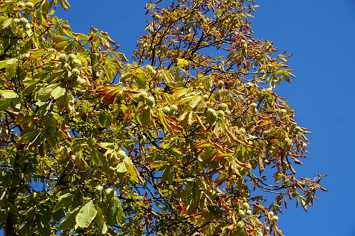 Conker, châtaignier, automne, arbre