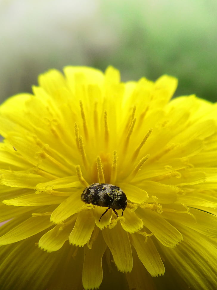 flower, dandelion, beetle, zigzag, yellow flower, nature, bee
