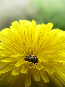 花, 蒲公英, 甲虫, 曲折, 黄色的花, 自然, 蜜蜂