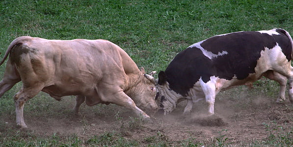 toros, animales ganado, lucha contra el, lucha contra el, Bosnia, empalmar las cabezas, naturaleza