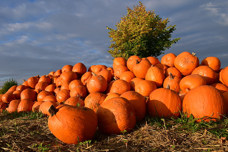 pumpkin, giant pumpkin, squash, red, pumpkins, carving pumpkin, harvest time