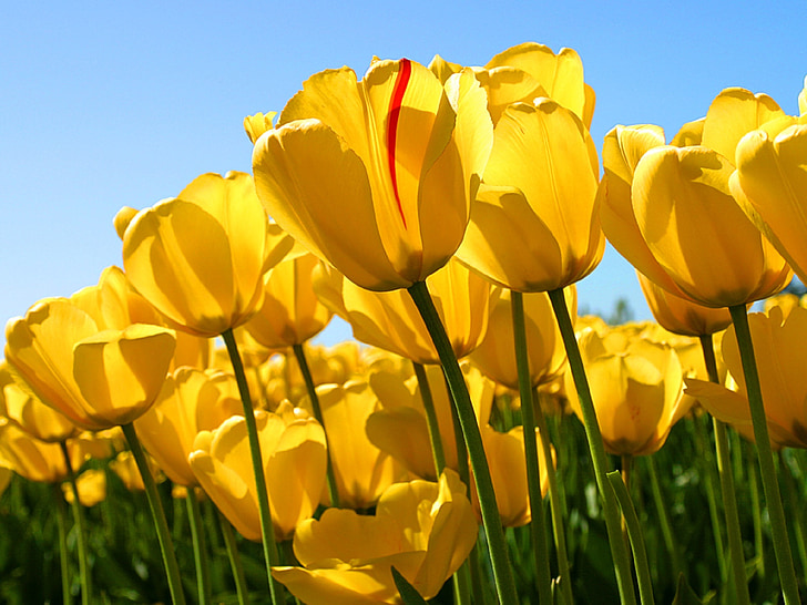flores, tulipanes, amarillo, crecimiento, flores, flores, plantas