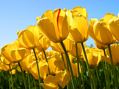 flowers, tulips, yellow, growing, floral, blossoms, plants