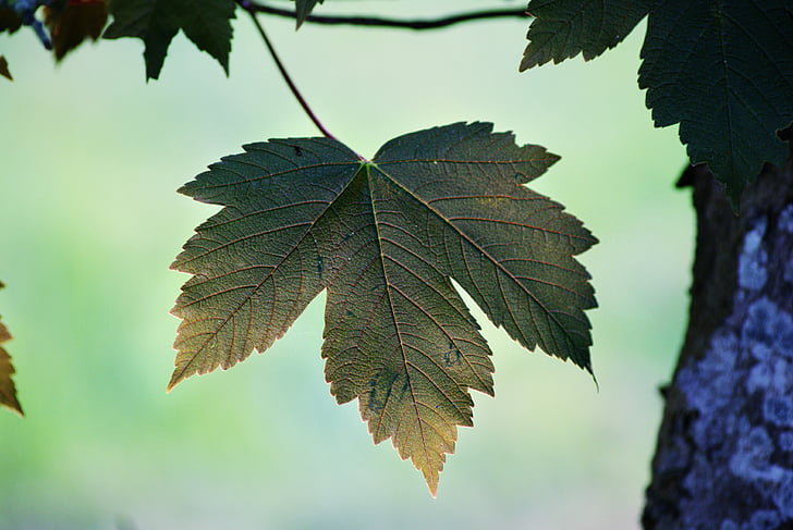 Leaf, miza, salduma, tumša, daba, koks, filiāle