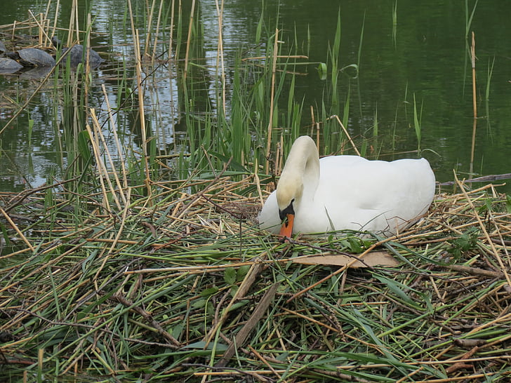 labuť, plemeno, Swan je hnízdo, parném labuť, vodní ptactvo