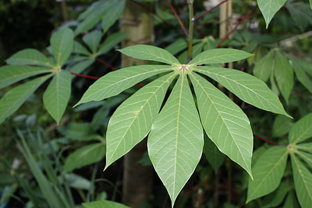 maniok listy, rastlinné, jedlo, poľnohospodárstvo