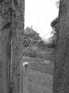 canvas, dew, spider, the nature, insect, trap, black and white