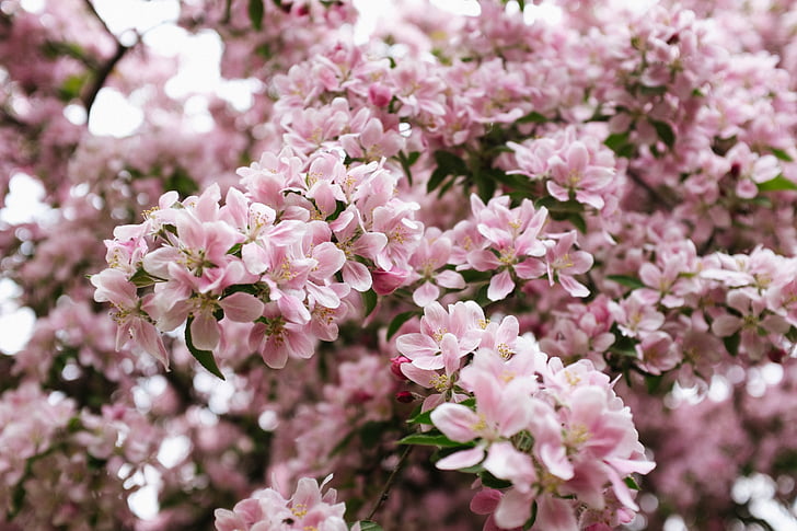 pink, flowers, blossoms, nature
