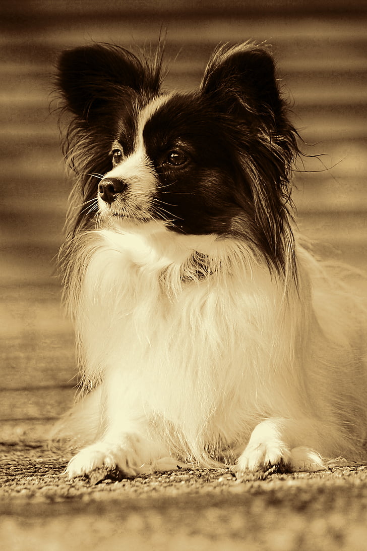 hond, huisdier, dierlijke portret, kleine hond, Papillion, retro-look, Retro