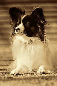 куче, домашен любимец, животински портрет, малко куче, Papillion, ретро поглед, ретро