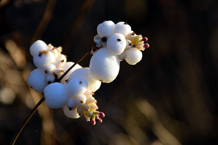 snø berry, knallerbsenstrauch, snowberry albus, caprifoliaceae, hvit, Bang berry, vanlig schneebeere