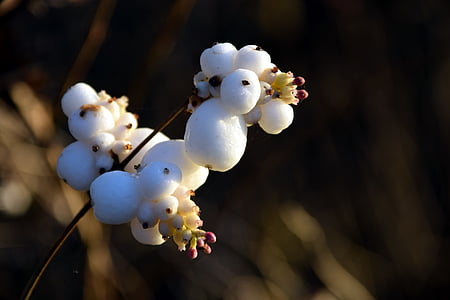 sneg jagodami, knallerbsenstrauch, snowberry albus, caprifoliaceae, bela, bang jagodami, navadne schneebeere