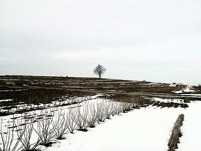 winter, field, snow, nature, tree, landscape, view