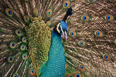 paon, oiseau, coloré, animal, plume, bleu, volaille