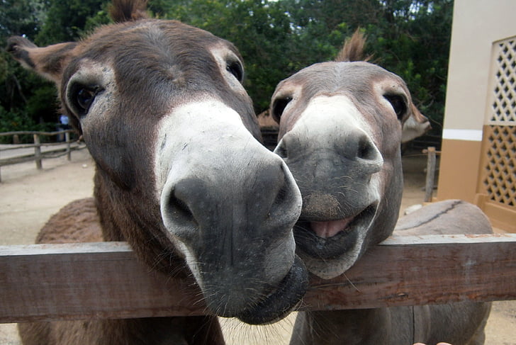 happy, donkeys, smiles, cute, ass, laugh, animal