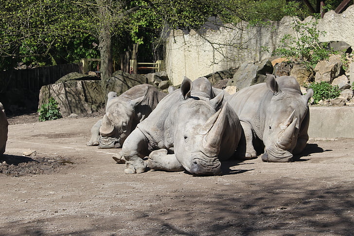 Afrika, Rhino, zvířata