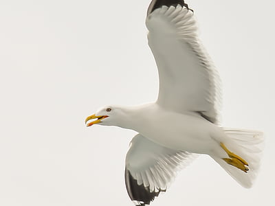 seagull, sea, aegean, greece, bird, gull, nature