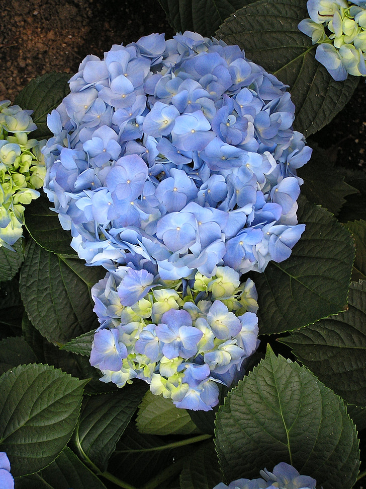 cvet, rastlin, modra, hortenzije, cvet, cvetlični, narave