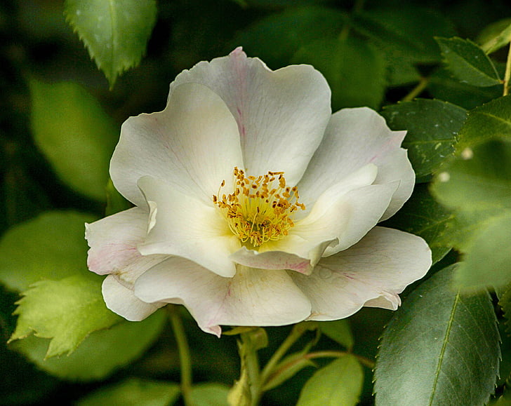 rosa bianca, piena fioritura, Blossom, fiore, petali di, fragrante
