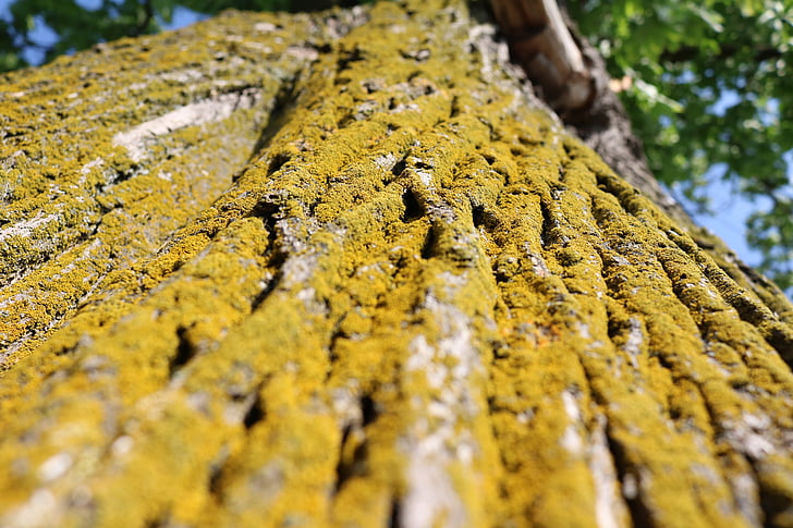 the bark, moss, tree, nature, closeup, trunk, the bark of the tree