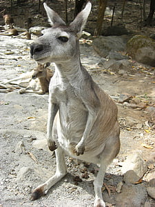 kangaroo, zoo, australia, animal, cute, cains, sleepy
