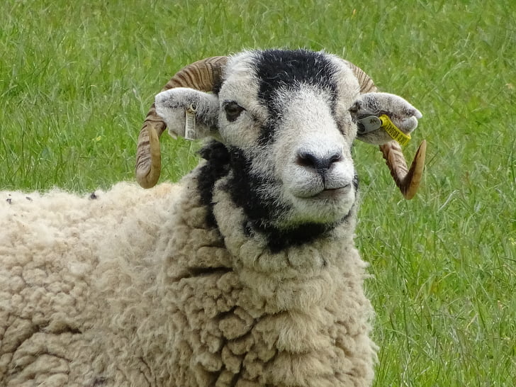 Schafe, Bauernhof, Landwirtschaft
