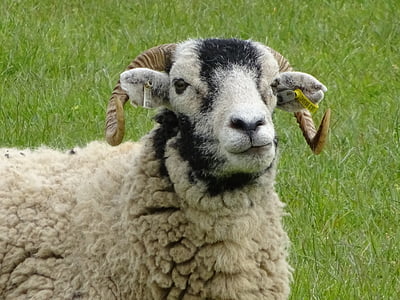 овце, ферма, Селско стопанство