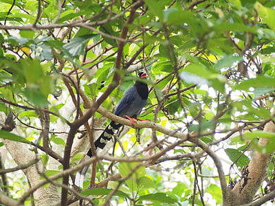 blue magpie, taiwan, taipei, bird, wildlife, nature, animal