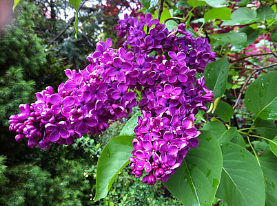 lilac, plant, nature, violet, garden, flowers, purple