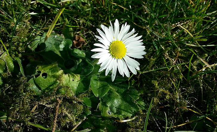 Daisy, musim semi, padang rumput, bunga-bunga liar