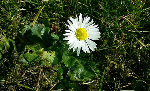 Daisy, wiosna, łąka, Polne kwiaty