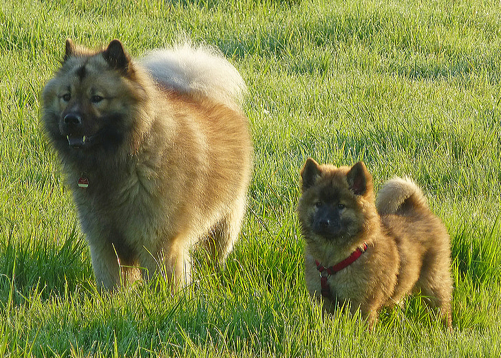 dogs, eurasians, friends, meadow, play, dog, pets