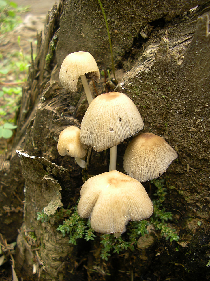 mushrooms, grebes, poisonous mushrooms, summer