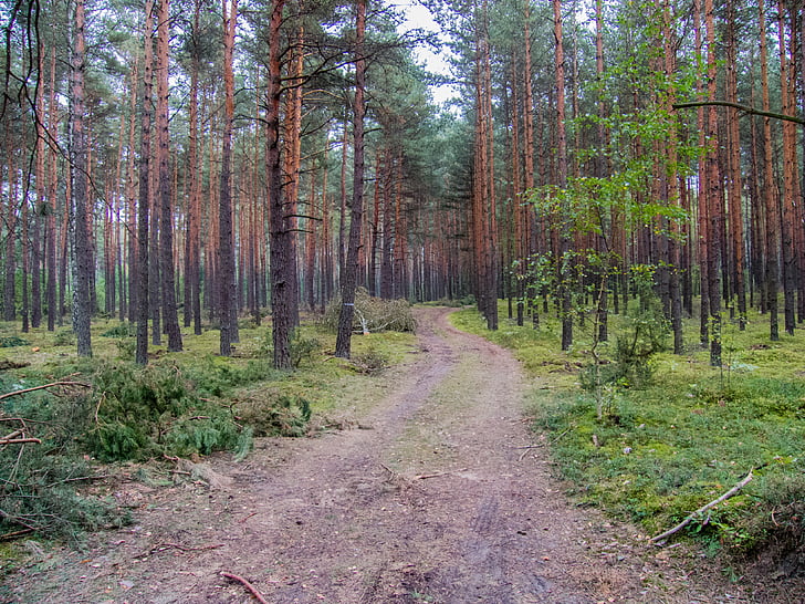 the path, forest, coniferous forest, way, the road in the forest, spacer, autumn