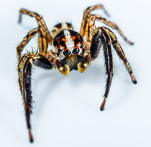 laba-laba melompat, laba-laba kecil, laba-laba, serangga, Tutup