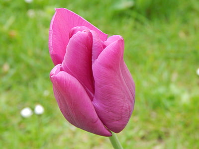 Tulipa, flor, porpra, flor, flor, porpra vermell, flor porpra