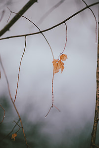 Leaf, listy, dážď, sivá, zamračené, Príroda