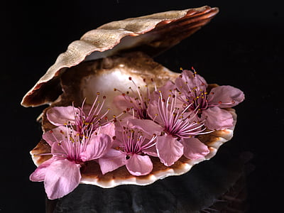 beež, klamber, roosa, lilled, sisekujundus, Natüürmort, Shell