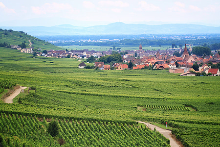 vineyard, france, agriculture, vine, scenic, field, alsace