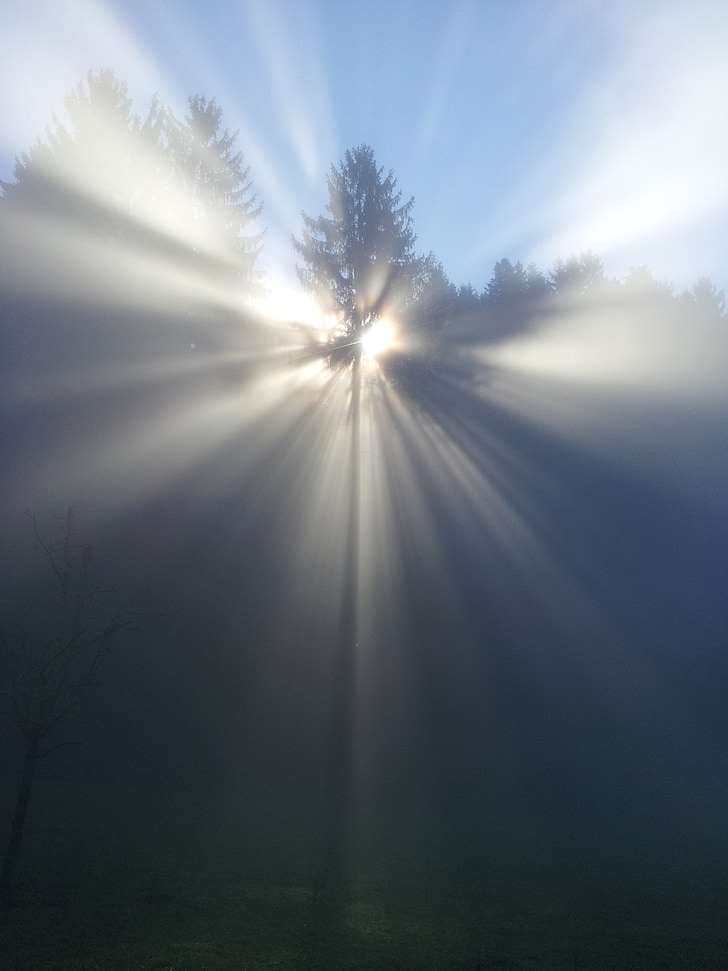 мъгла, дърво, настроение, слънце, отвъд, Бог, вяра