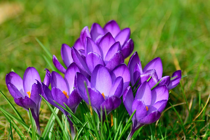 krokus, sluiten, frühlingsblüher, Violet, bloem, paars, natuur