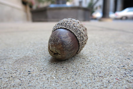 acorn, nut, nature, autumn, oak, seed, season