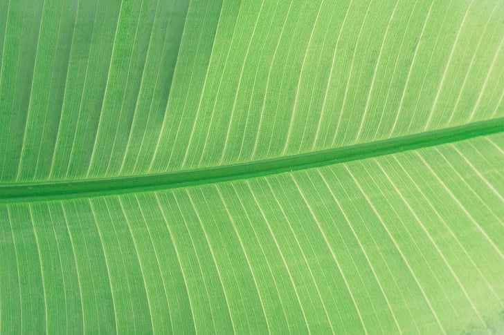vert, banane, feuille, couleur verte, feuille de palmier, arrière-plans, fronde