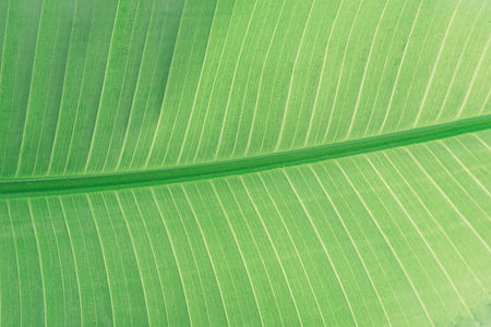 green, banana, leaf, green color, palm leaf, backgrounds, frond