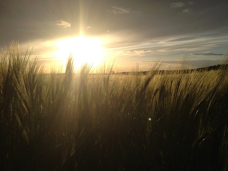 cornfield, cereals, sun, sunset, field, evening, clouds