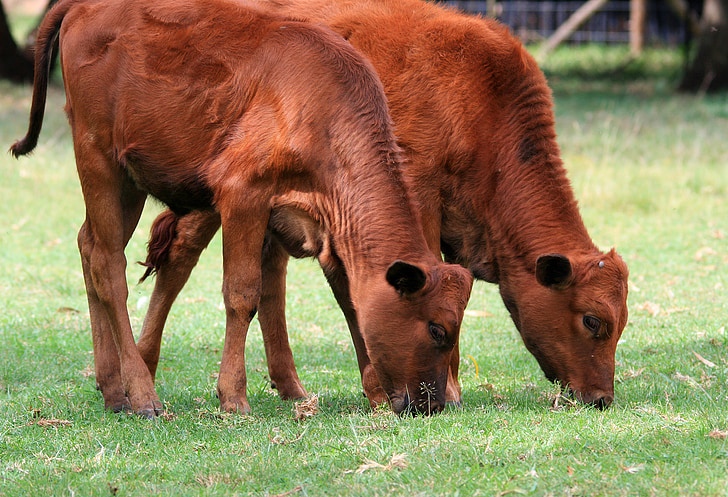 bovine, calves, grazing, red, brown, grass, meadow