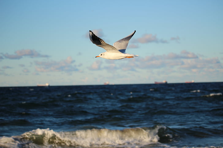 sea, seagull, afraid, the baltic sea, one animal, flying, fish