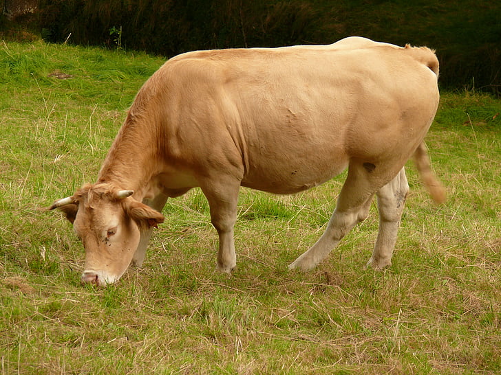 mucca, Aquitania, bionda di aquitaine, estate, Prairie